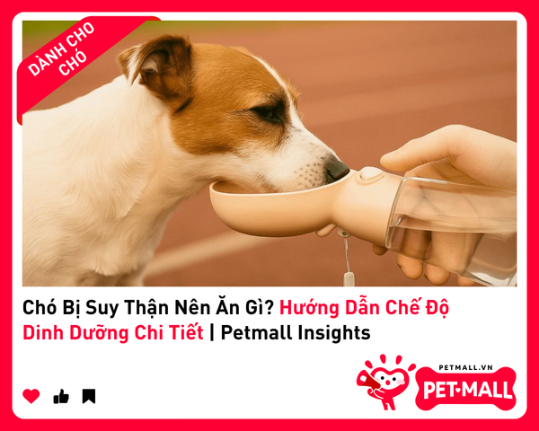 Chó Bị Suy Thận Nên Ăn Gì? Hướng Dẫn Chế Độ Dinh Dưỡng Chi Tiết | Petmall Insights