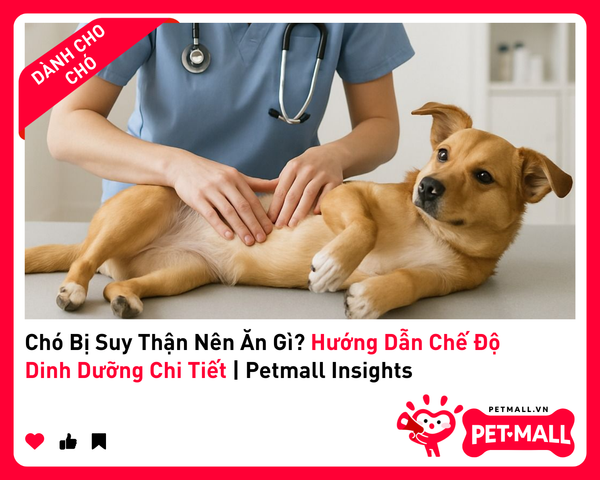 Chó Bị Suy Thận Nên Ăn Gì? Hướng Dẫn Chế Độ Dinh Dưỡng Chi Tiết | Petmall Insights