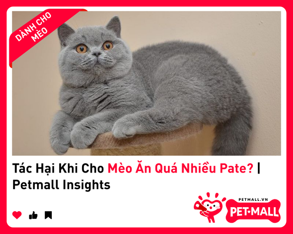 Tác Hại Khi Cho Mèo Ăn Quá Nhiều Pate? | Petmall Insights