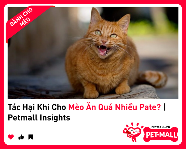 Tác Hại Khi Cho Mèo Ăn Quá Nhiều Pate? | Petmall Insights