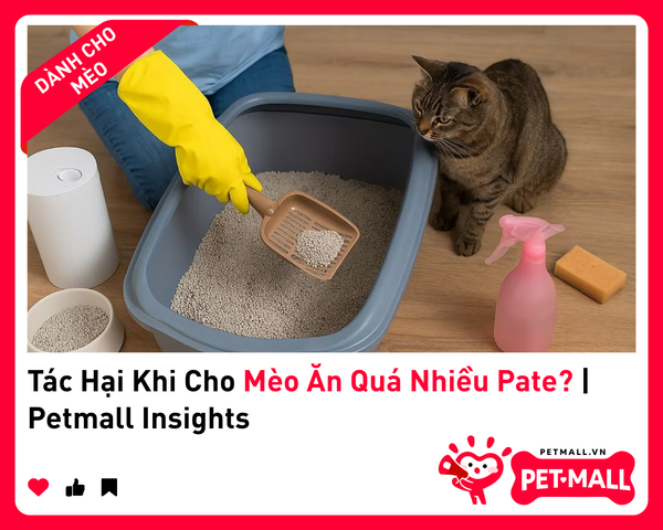 Tác Hại Khi Cho Mèo Ăn Quá Nhiều Pate? | Petmall Insights