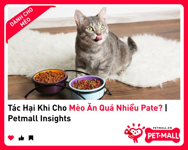 Tác Hại Khi Cho Mèo Ăn Quá Nhiều Pate? | Petmall Insights