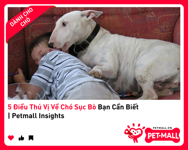 5 Điều Thú Vị Về Chó Sục Bò Bạn Cần Biết | Petmall Insights