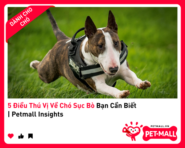 5 Điều Thú Vị Về Chó Sục Bò Bạn Cần Biết | Petmall Insights