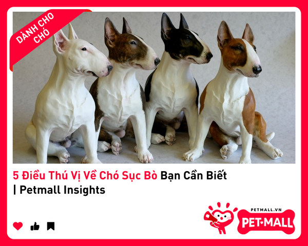 5 Điều Thú Vị Về Chó Sục Bò Bạn Cần Biết | Petmall Insights