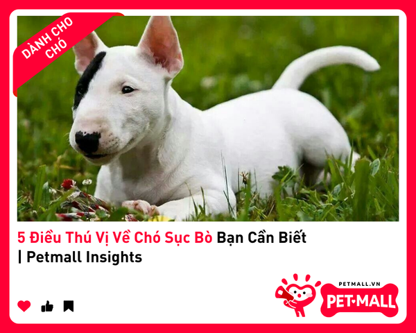 5 Điều Thú Vị Về Chó Sục Bò Bạn Cần Biết | Petmall Insights