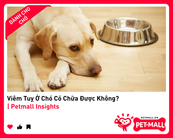 Viêm Tuỵ Ở Chó Có Chữa Được Không? | Petmall Insights
