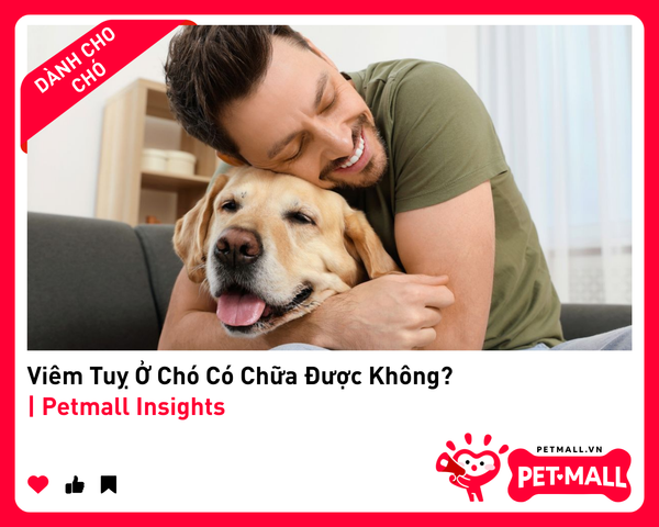 Viêm Tuỵ Ở Chó Có Chữa Được Không? | Petmall Insights