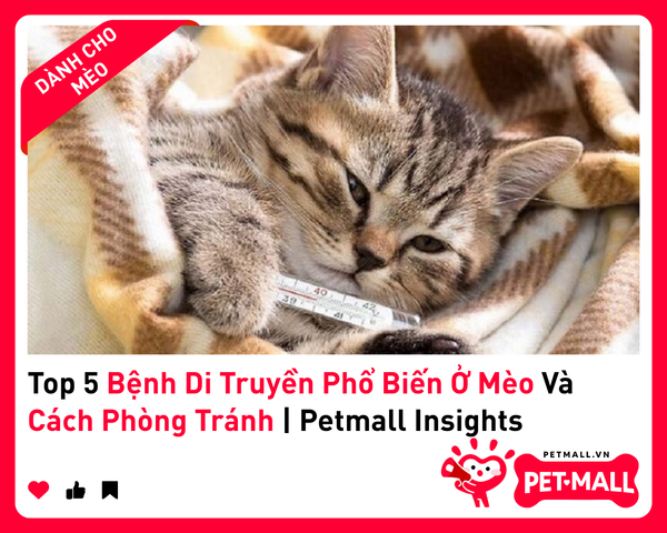 Top 5 Bệnh Di Truyền Phổ Biến Ở Mèo Và Cách Phòng Tránh | Petmall Insights