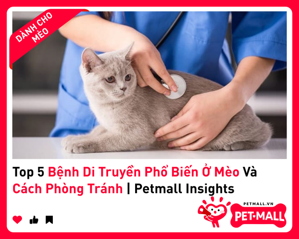 Top 5 Bệnh Di Truyền Phổ Biến Ở Mèo Và Cách Phòng Tránh | Petmall Insights