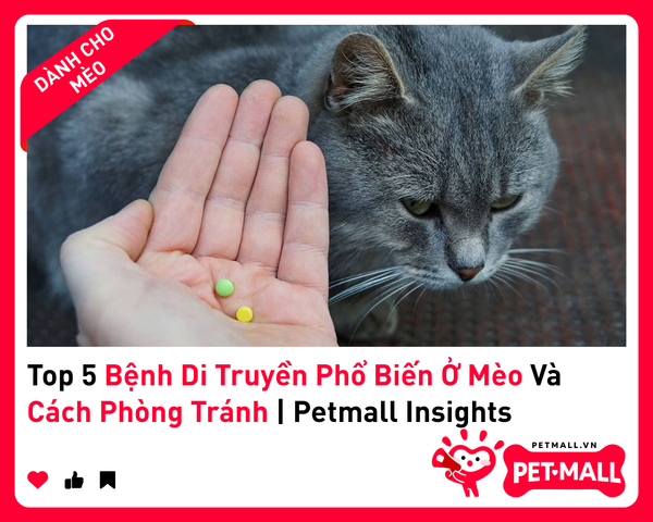 Top 5 Bệnh Di Truyền Phổ Biến Ở Mèo Và Cách Phòng Tránh | Petmall Insights