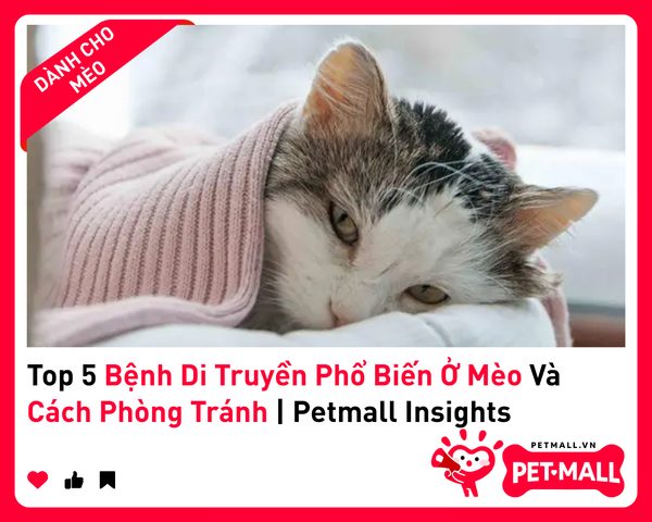 Top 5 Bệnh Di Truyền Phổ Biến Ở Mèo Và Cách Phòng Tránh | Petmall Insights