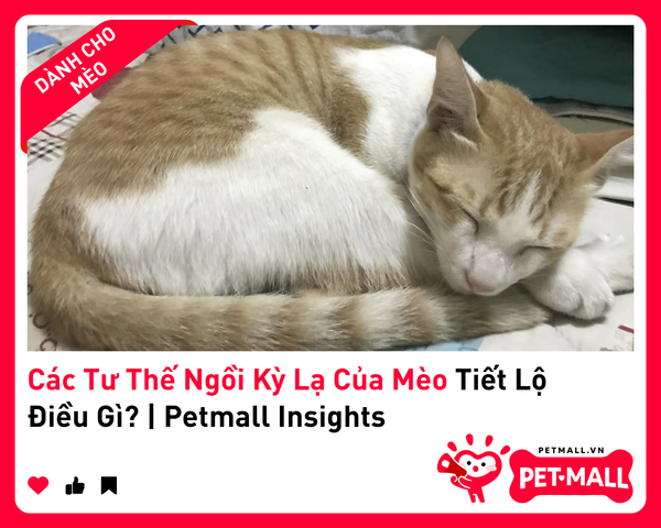 Các Tư Thế Ngồi Kỳ Lạ Của Mèo Tiết Lộ Điều Gì? | Petmall Insights