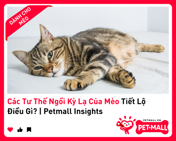 Các Tư Thế Ngồi Kỳ Lạ Của Mèo Tiết Lộ Điều Gì? | Petmall Insights