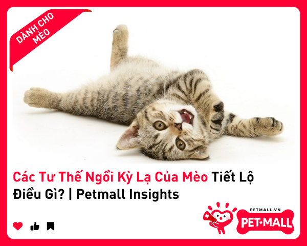 Các Tư Thế Ngồi Kỳ Lạ Của Mèo Tiết Lộ Điều Gì? | Petmall Insights