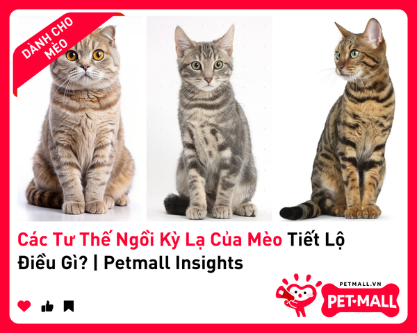 Các Tư Thế Ngồi Kỳ Lạ Của Mèo Tiết Lộ Điều Gì? | Petmall Insights
