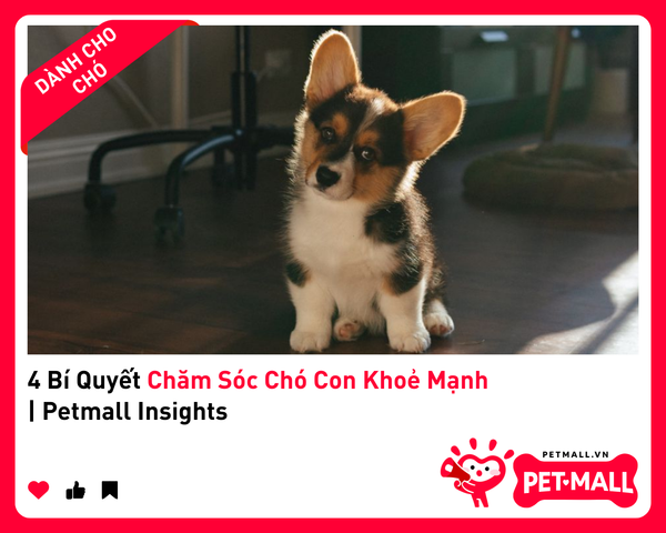 4 Bí Quyết Chăm Sóc Chó Con Khoẻ Mạnh | Petmall Insights
