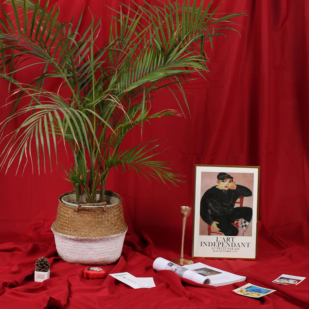 Phông vải cotton 3mx1m tách nền hiệu quả