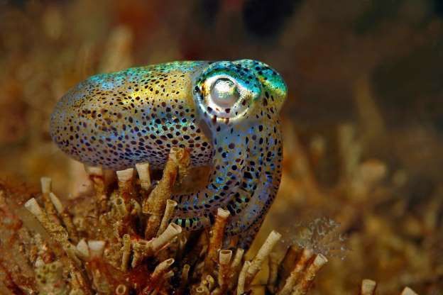 Những sinh vật 'độc nhất vô nhị' dưới đáy đại dương
