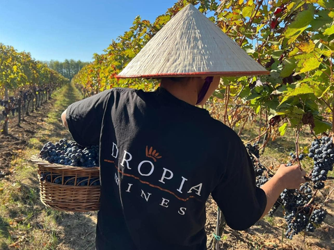 Điểm Chung Bất Ngờ Giữa Dropia Wines Và Những Vùng Vang Lừng Danh Thế Giới