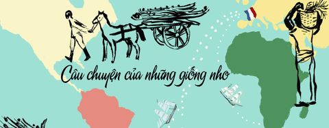 Câu chuyện của những giống nho