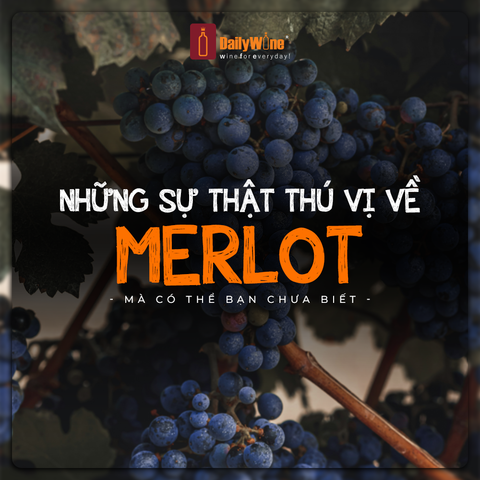 NHỮNG SỰ THẬT THÚ VỊ VỀ MERLOT MÀ BẠN CÓ THỂ CHƯA BIẾT