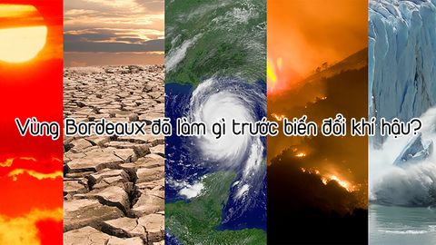 Vùng Bordeaux đã làm gì trước biến đổi khí hậu?