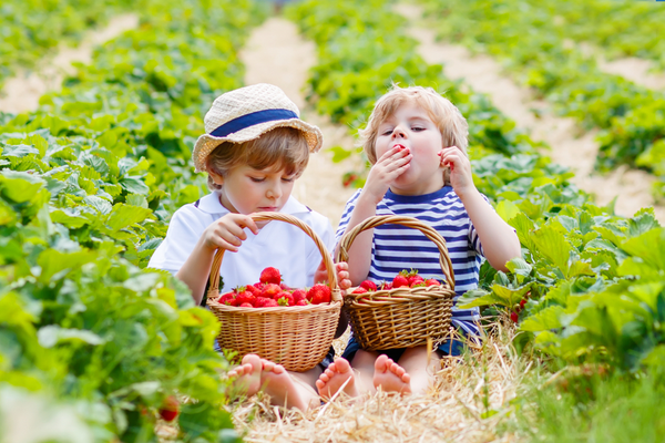 6 lợi ích tuyệt vời của việc ăn trái cây tươi hàng ngày