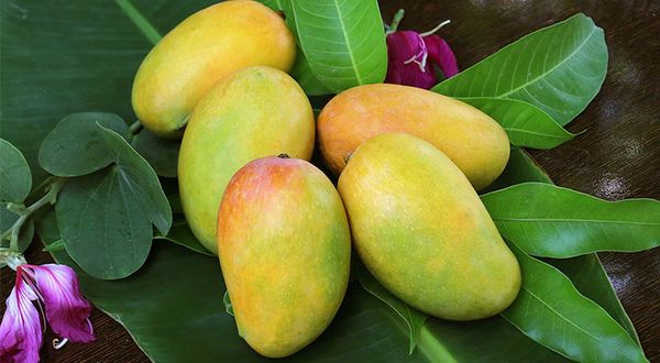 Bí quyết chọn xoài ngon