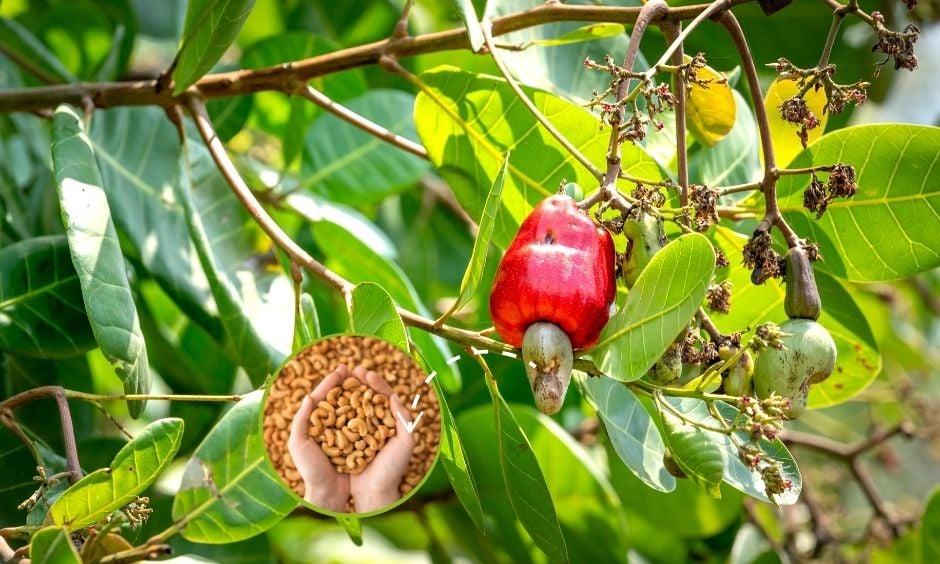 quả hạt điều