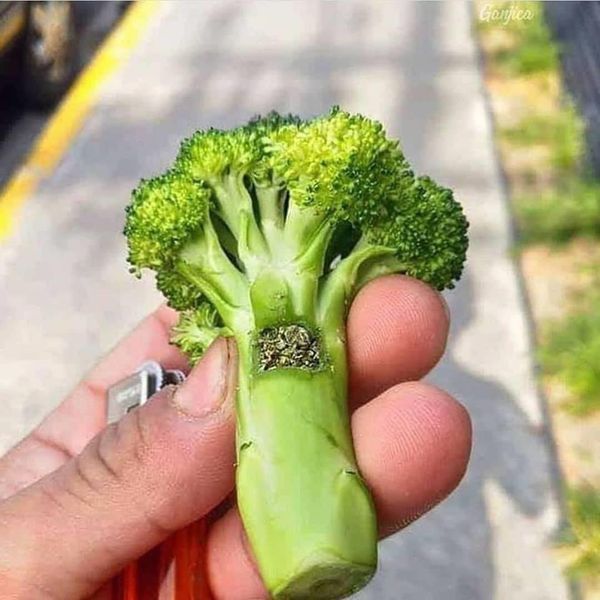 TẨU LỌC NƯỚC , TẨU THỦY TINH HÚT THUỐC LÁ ( THUỐC LÁ SỢI ) PHỤ KIỆN CẦN THIẾT CHO MỌI STONER - OGSTATION