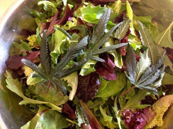 5 LÝ DO BẠN NÊN BẮT ĐẦU ĂN RAU CẦN TƯƠI