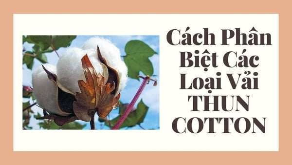 May áo gia đình vải cotton có tốt không? Phân biệt các loại vải cotton