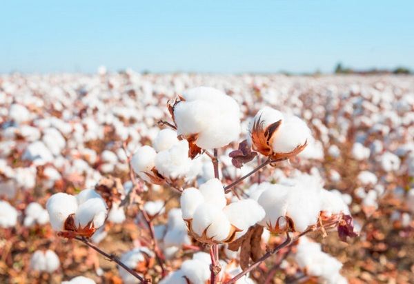 Bạn biết gì về bông USA (bông Mỹ)