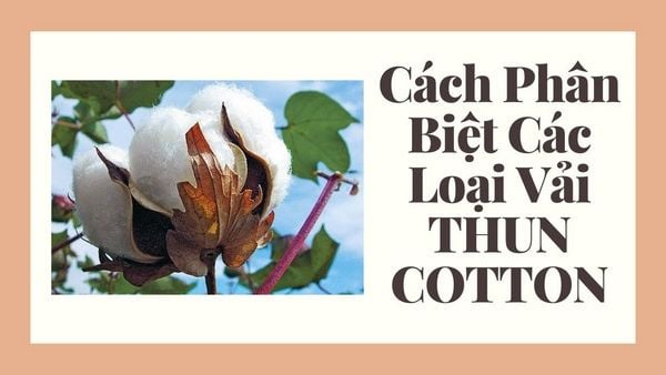 May áo gia đình vải cotton có tốt không? Phân biệt các loại vải cotton.