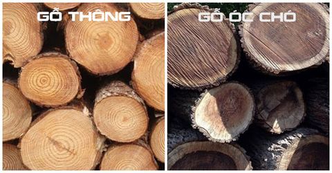 Sự khác biệt giữa gỗ thông và gỗ óc chó