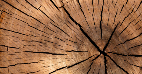 Gỗ trắc là gì? Làm sao để nhận biết các loại gỗ trắc?