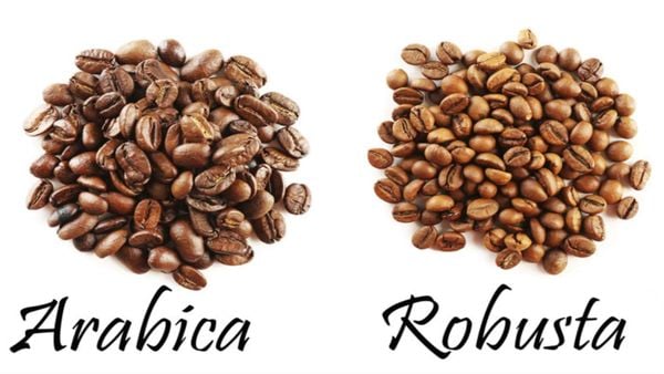 Cà phê hạt rang Arabica và Robusta
