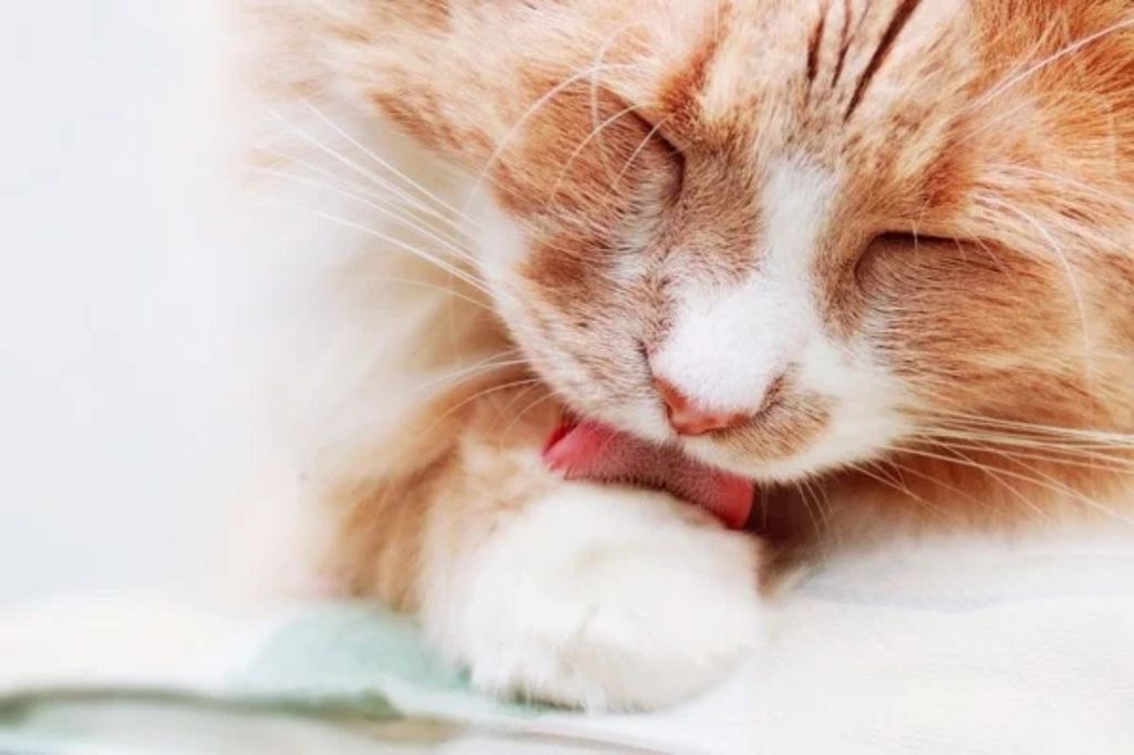 Bạn đã hiểu đúng về cát vệ sinh  dành cho mèo chưa? Tất tần tật về cát  dành cho mèo