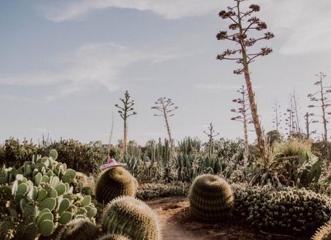 Đừng bỏ qua “vương quốc xương rồng” đẹp lung linh nếu bạn đặt chân đến Úc