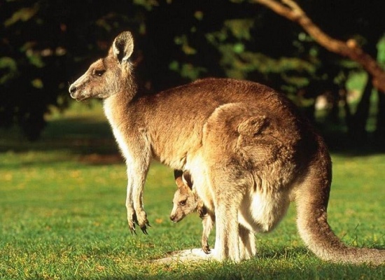 5 điểm đến lý tưởng để ngắm kangaroo ở Úc