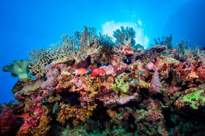 Great Barrier Reef: Rạn san hô lớn nhất thế giới