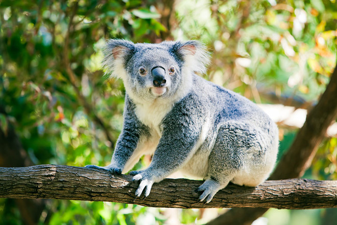 Khám phá 6 địa điểm du lịch sinh thái thú vị ở Brisbane, Úc