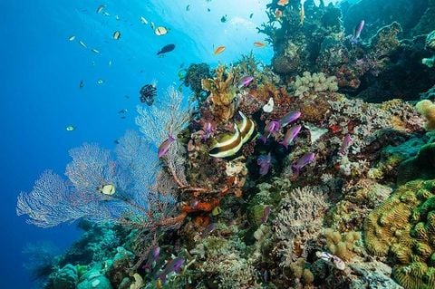 Trải nghiệm tại thành phố Cairns – thiên đường du lịch mới của Úc