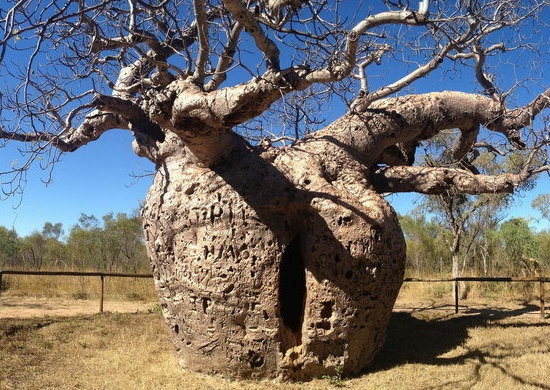 Khám phá bí ẩn về ‘cây tù tội’ 1.500 tuổi tại Úc