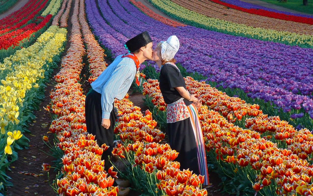 Ngắm cánh đồng hoa tulip đẹp như tranh vẽ tại Úc