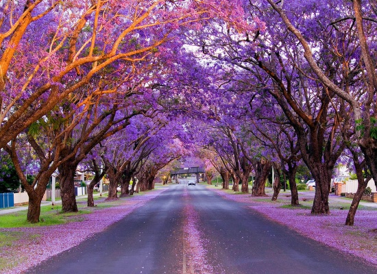 Mùa hoa phượng tím ở Australia