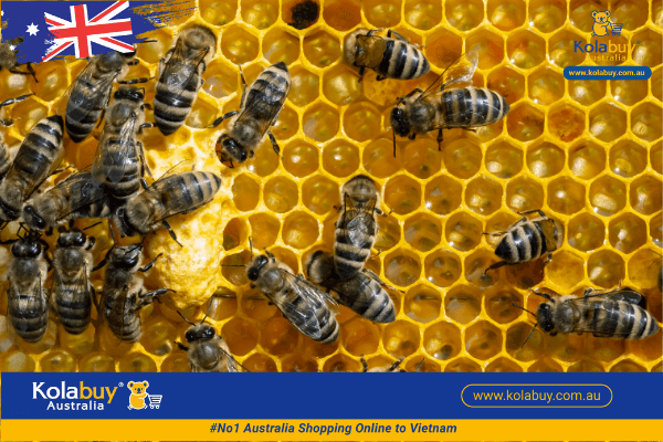 sữa ong chúa Healthy Care