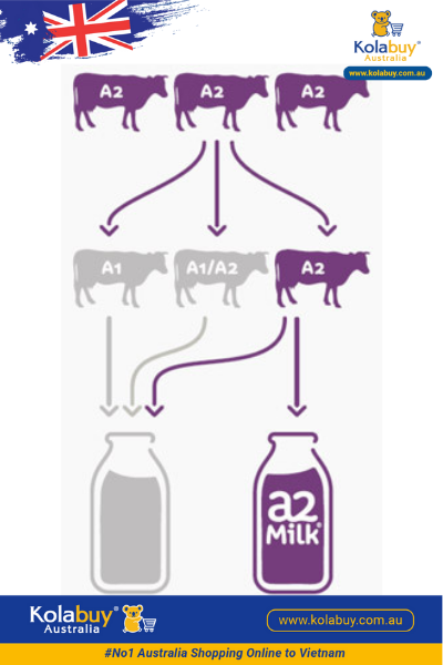 15-sua-A2-platium-so2