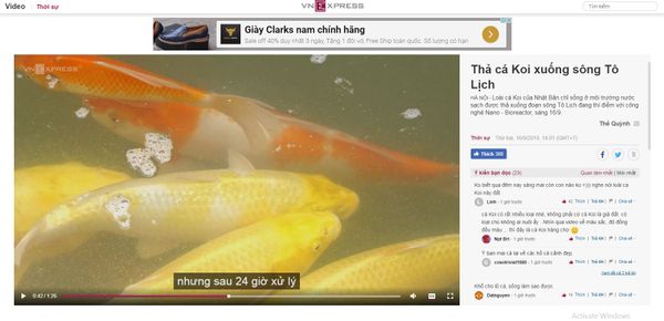 [BÁO VNEXPRESS.NET] Thả cá Koi xuống sông Tô Lịch